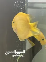  3 Pair of Parrot fish