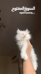  4 Fluffy Kitten