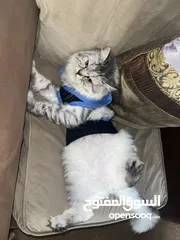  2 قطه ذكر 