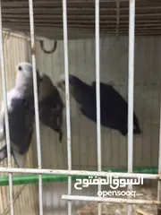  2 زوج غندوره مع فرخين