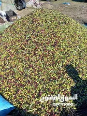  3 بعل رومي مضمون ومكفول وافحص وين مبدك حاصل علا شهاده اعتماد من الغذا ودوا اهلا وسهلا