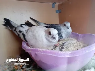  1 جوز بواز للبيع