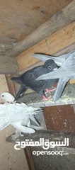  2 حمام بالوصف