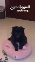 5 Black Pomeranian mini
