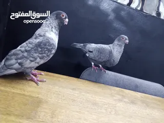  5 جوز قراقطه للبيع معهم فرخ