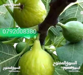  8 مزرعه مع بيت ريفي جاهز حديث مفروش جاهز يصلح مزرعه او سكن ريفي