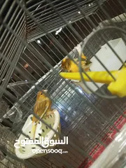  6 جوزين كنار للبيع  ما شاء الله عليهم شغالات بصلاة على النبي