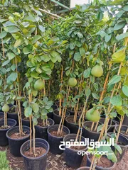  2 جميع أصناف الفواكة والحمضيات والزيتون ( بلدي ومستورد )