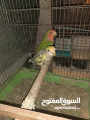  5 جوزين روز ومخلف بصلاه على سيدنا محمد