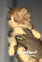  1 قطط مكس هملايا و سكوتش هايلاند