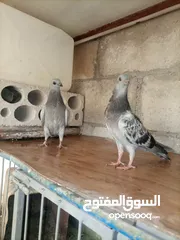  3 5 فحول وفرخين فطم بسعر حرق ب10 شرا يرن بعمان جاوا