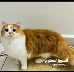  1 متاح قطط شيرازي
