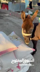  5 حمارة غنم، عمر سنتين صحة ممتازة