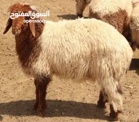  1 كم راس للبيع بسعر مغري