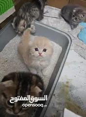  1 قط شيرازي  شامبين كرميل ذكر شعر طويل جدا