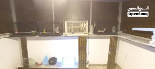  5 طيور كوكتيل بسعر مناسب التفاصيل في الوصف