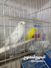  1 4 جواز حب و جوز روز بسعر حرق