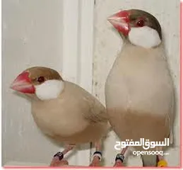  1 طيور  جاوا