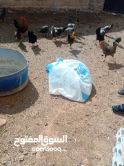 1 فروخ ديوك للبيع