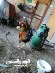  3 ديج للبيع مكان كرمه