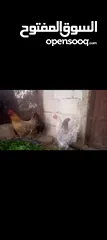  3 دجاج للبيع
