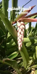  2 اشتال نبات الهيل من النوادر في الأردن الكميه محدوده