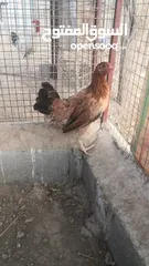  3 دجاج حبحب للبيع