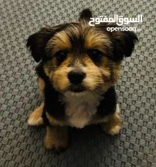  2 Male Yorkie 3 months