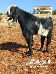  7 متاح ثني حبات  أقرع  فحل نخب أول قطعه ومده وجهامه كفاله هداد يقوم ب100راس الله يبارك لصاحب النصيب