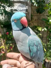  1 ببغاء دره تركواز ذكر طوق كامل أليف
