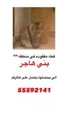  1 قطه مفقوده في منطقه بنى هاجر