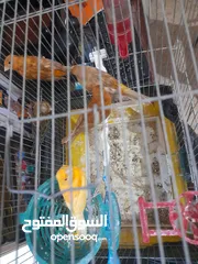  2 كنار للبيع عدد13 الموقع اربد مجمع الغوار