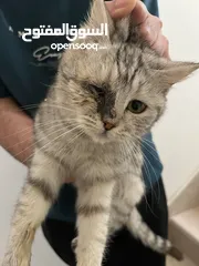  3 قط أليف جدا للتبني شكله ضايع من بيته و ماحصلت صاحبه/a lost cat tryna look for an adopter or owner