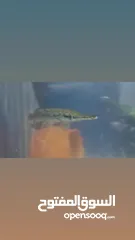  3 سمك تمساح للبيع (alligator gar)