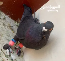  17 حمام للبيع