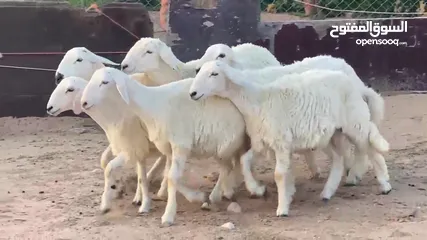  3 اضاحي حري خروف