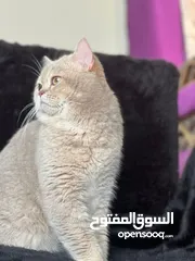  12 ذكور للتزاوج سكوتش فولد جولد ny11مستورد وسكوتش سلفر شيدد سكوتش ستريت سلفر شيدد سكوتش فولد بلو جولدن