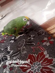 6 ببغاء امازوني يلو كراون