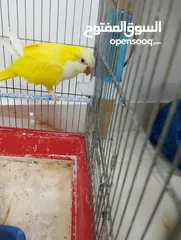  1 طيرة كويكر لاتينو منتجه