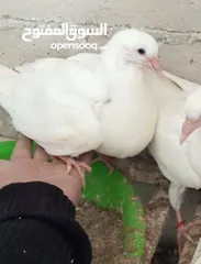  7 جواز حمام فرنسي نقي الدم والسلالة الاصلي
