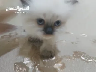  2 قط هملايا صغير