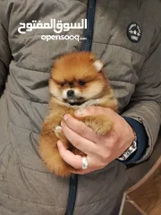 7 pomeranian puppy 2 months old