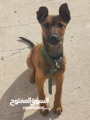  6 كلب مالينو عمر 9 شهور مطعم مستوا عالي
