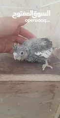  1 زق يدوي في الزرقاء مدينة المجد الزرقاء