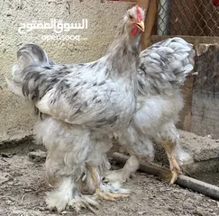  17 براهما اصل الحجم الكبير