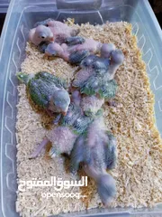  28 يتوفر لدينا مجموعه انواع طيور اليفه  دره اليف  لوري اليف  كوكتيل اليف  روز اليف  حب اليف