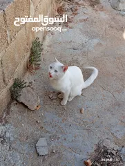  10 قط ابيض جميل جدا مع عينان زرقاوان و حالته الصحية جيدة و هادا و مرح وكن غير مدرب