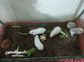  4 هامستر هندي