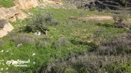  10 قطعة نص دونم دورا