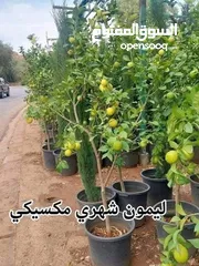  13 اقوى عروض بالمملكة   يوجد #مختصين #لتقليم #ورش #الاشجار #وصيانه #الحدائق